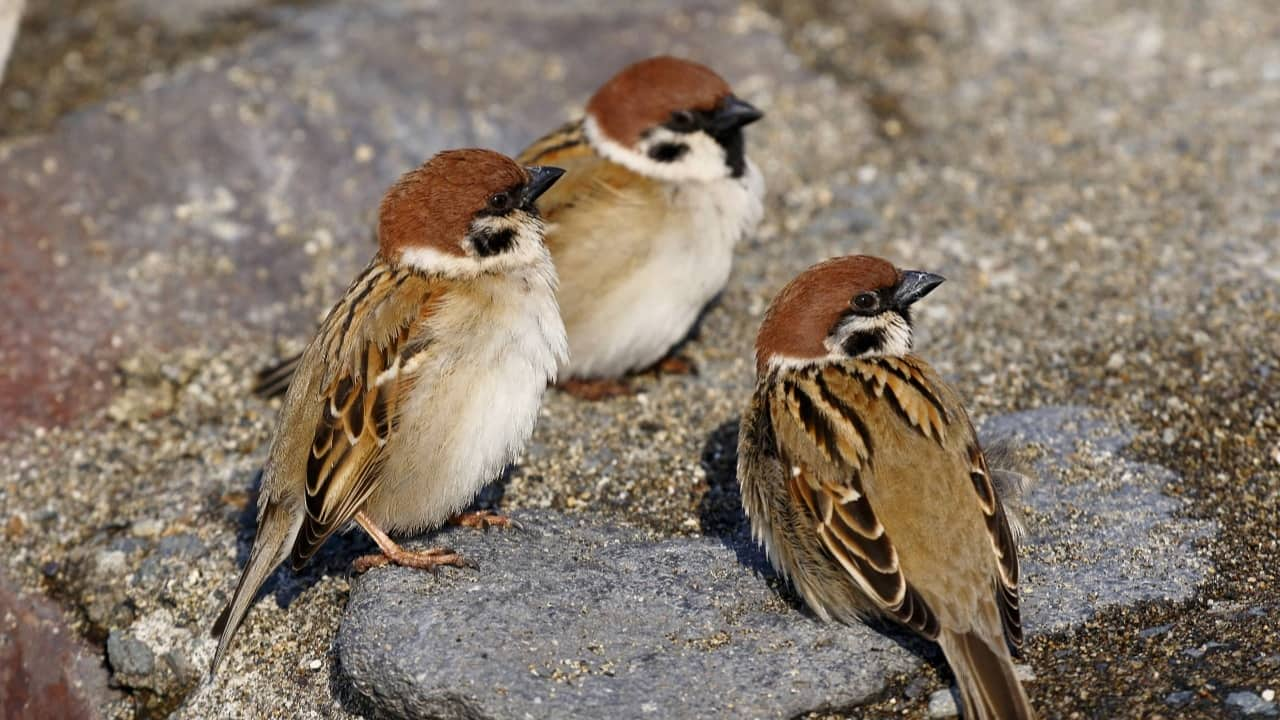 interesting-facts-about-sparrows