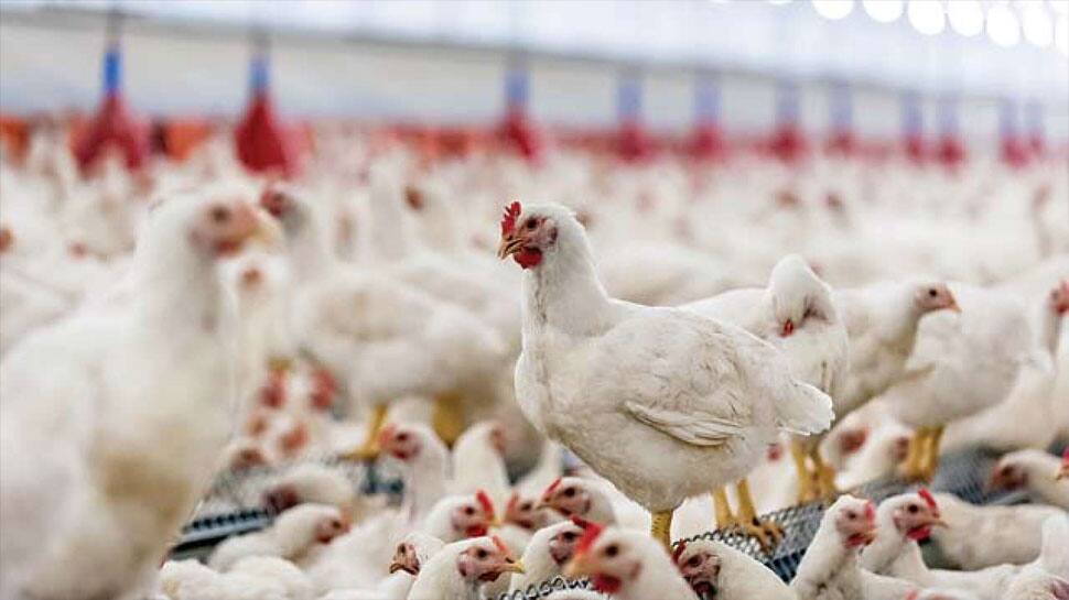 பிராய்லர் கோழி சாப்பிடுவதால் பெண்கள் சீக்கிரம் வயதுக்கு வருகின்றனரா; நிபுணர்கள் கூறுவது என்ன..!!