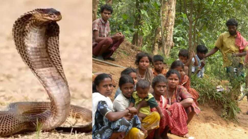 இருளர் இன மக்கள் இனி பாம்பு பிடிக்கலாம் - தமிழக அரசு 