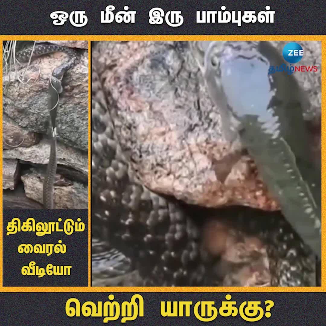 Fish Vs Snake Viral Video: Snake vs Fish fight shocks netizens | ஒரு மீன் இரு ...