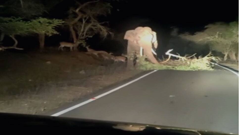 சாலையில் ஒய்யாரமாய் யானை, பீதியில் வாகன ஓட்டிகள்: வீடியோ வைரல்