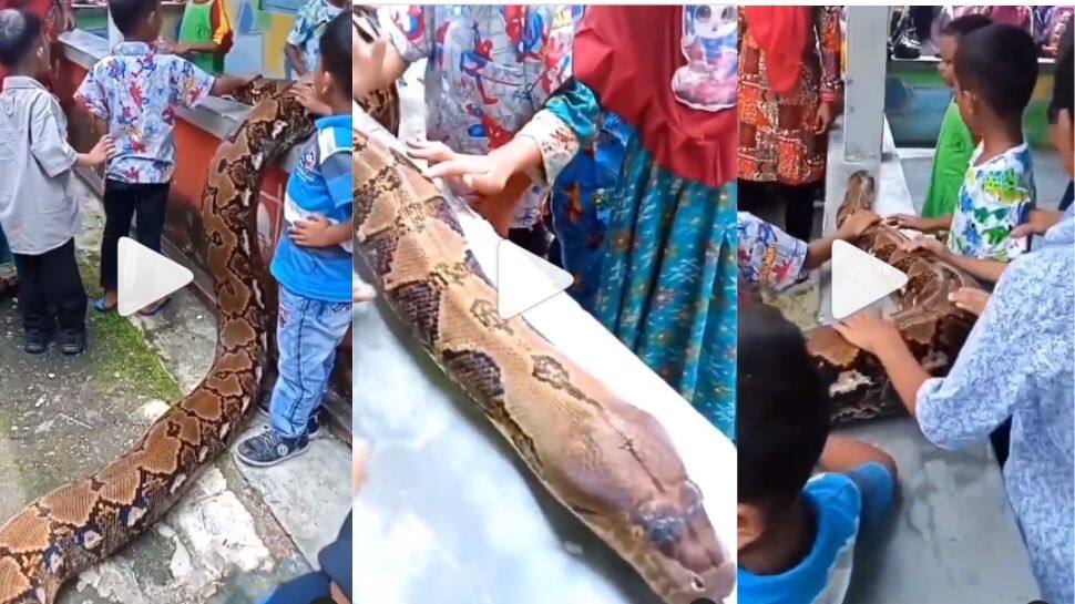 Viral Video: Kids play with Python, Netizens React | பயங்கர பாம்பை ...