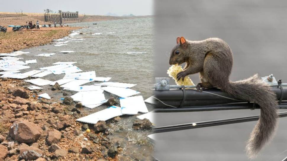 அணில் கதையும், தெர்மாகோல் ப்ளேஷ்பேக்கும்.! 