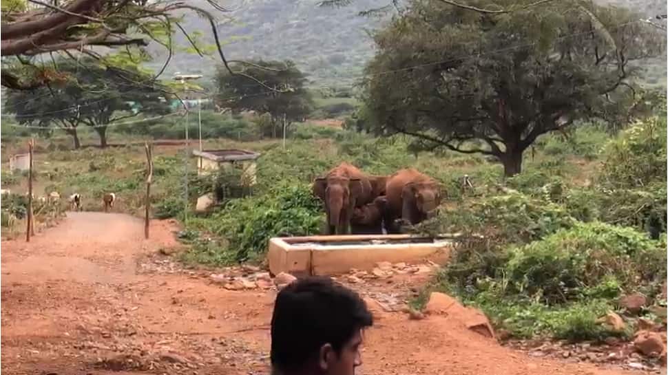 Water hunt of Elephants: மேற்கு தொடர்ச்சி மலையில் யானைகளின் தண்ணீர் வேட்டை வைரல் 