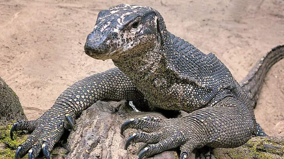 காட்டில்  நடந்த கொடூரம்; உடும்பை பலாத்காரம் செய்த 4 பேர் கைது