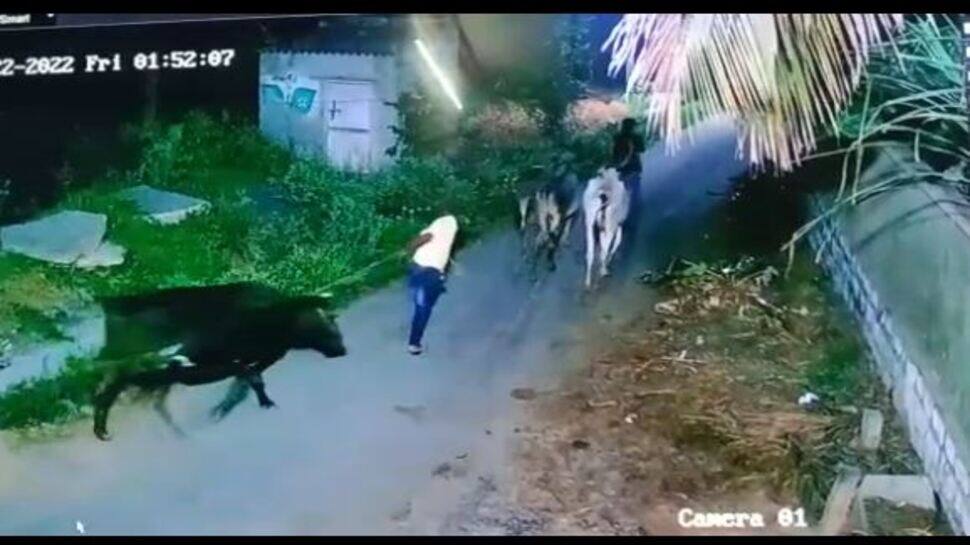 மாடுகளை திருடிச்செல்லும் டிப்டாப் திருடர்கள் : சிசிடிவி காட்சி வெளியாகி பரபரப்பு..! 