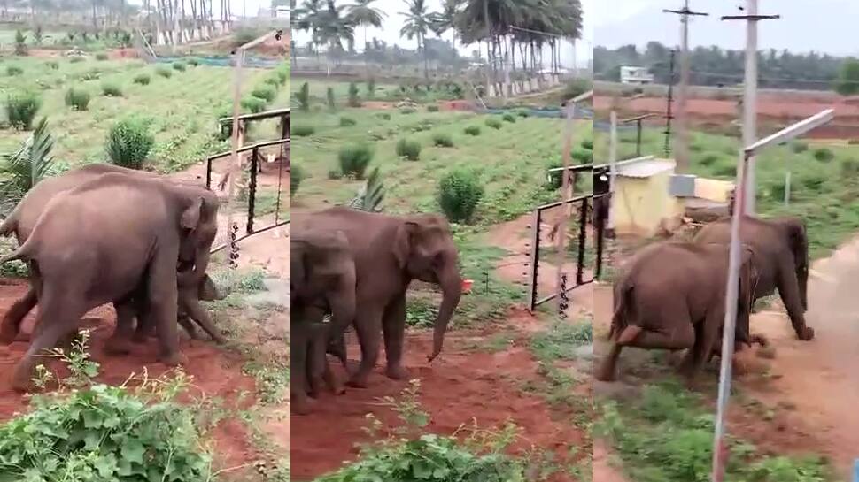 ‘மின்வேலி இருக்கு. பாத்து போங்க சாமீ’ -  யானைகளுக்கு அறிவுறுத்திய விவசாய குடும்பத்தினர்!