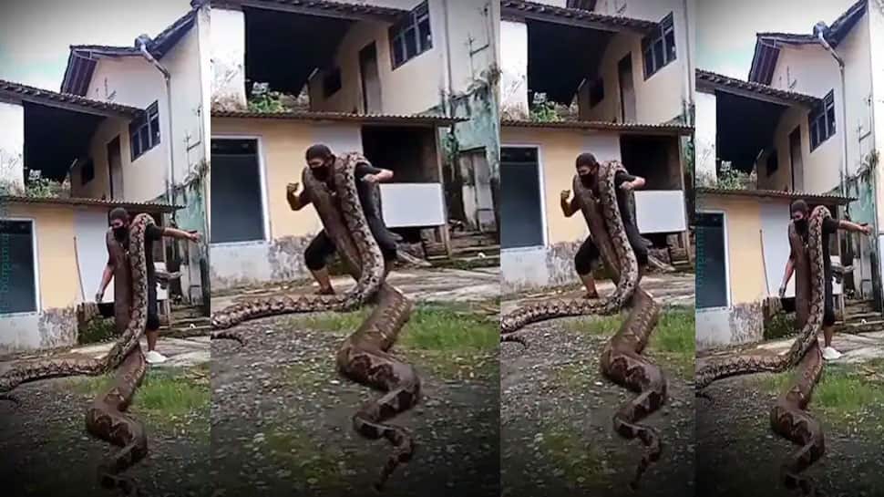 Viral video of a Man dancing with Python | Viral Video: மலைப்பாம்பை ...