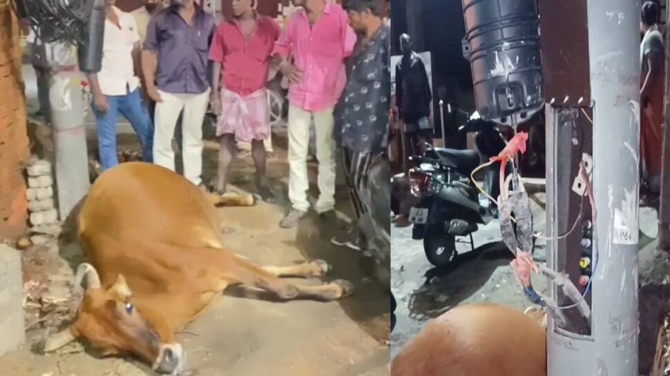 காஞ்சிபுரம் மாநகராட்சியின் அலட்சியம் - மாடுகளை காவு வாங்கும் மின்சாரம்.!