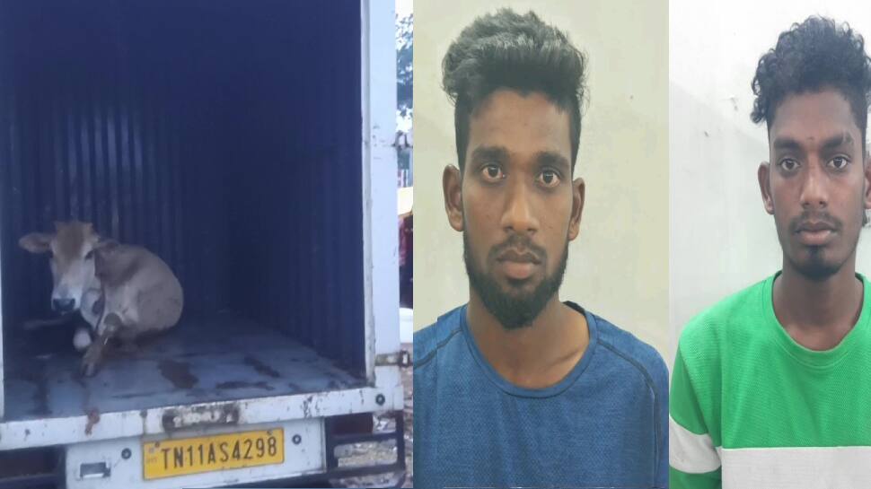 இறைச்சிக்காக மாடுகளைத் திருடிய கும்பல் கைது