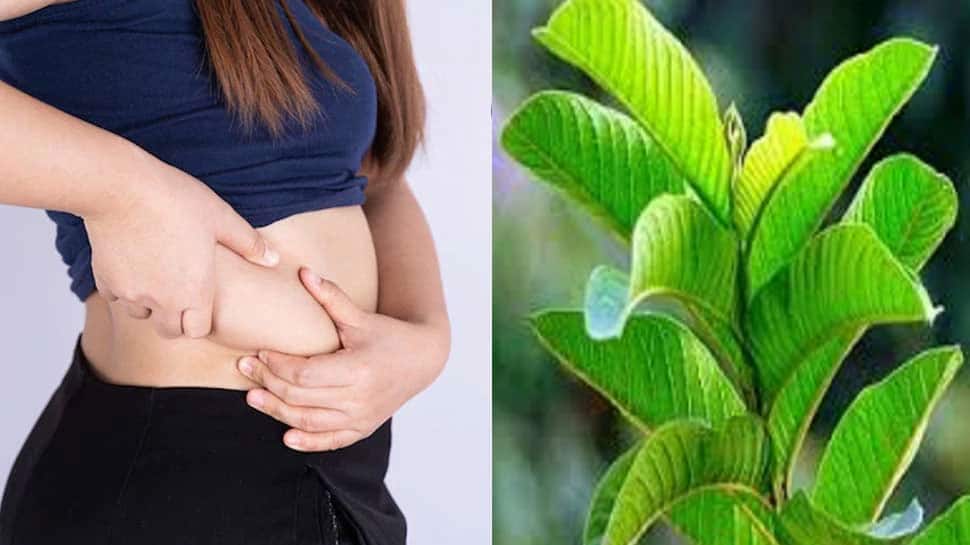 Guava Leaves For Weight Loss Obesity Belly Fat Hair loss இந்த பழத்தின் இலைகளை சாப்பிட்டால்