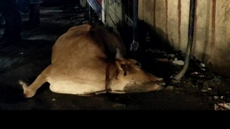 வெளியில் தொங்கும் மின்சாரக் கம்பிகளால் பலியாகும் மாடுகள்.!