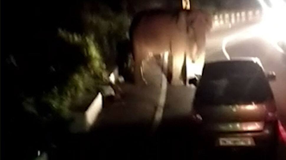 கோத்தகிரி மேட்டுப்பாளையம் மலைப்பாதையில் வாகனத்தை வழிமறித்த காட்டு யானை