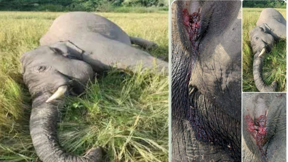 கர்நாடக மாநிலத்தில் காட்டு யானையை சுட்டு கொன்ற கிராமதை சேர்ந்தவர் கைது