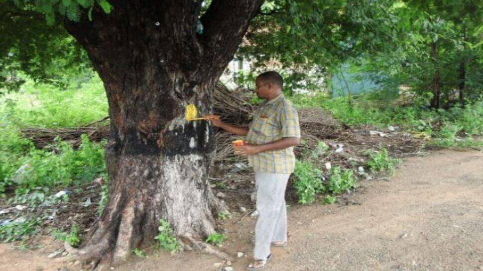 100 நாள் வேலைத் திட்டம் - எந்த மரங்களை நடவேண்டும் ; நடக்கூடாது - உயர் நீதிமன்றம் 