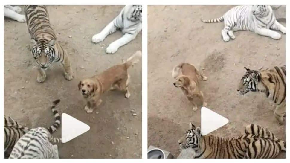 Goofy things about animals: Tigers and Dog friendship fires netizens and  google trends video | Dog mother who gave milk to tiger cub: Tigers who  think of dog as mother  -