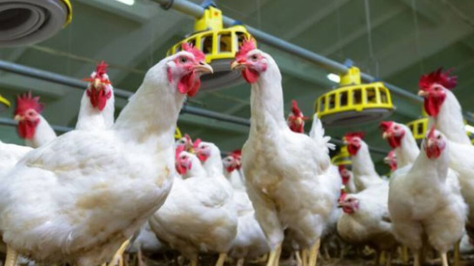 கிராமங்களுக்குள் படையெடுக்கும் ஈ கூட்டம்.! தொற்று பரவும் அச்சத்தில் மக்கள் 