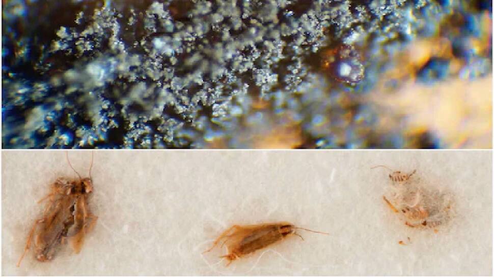 நிலவு துகள்கள், கரப்பான்பூச்சிகள் ரூ.4 கோடிக்கு ஏலம்; மறுத்து முரண்டுபிடிக்கும் நாசா