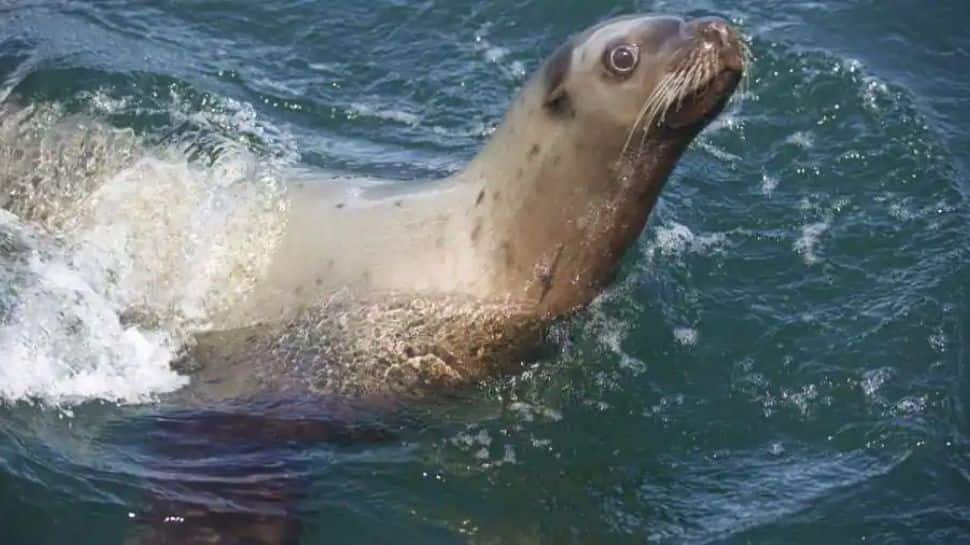 Google Trends Sea Lion Video in Beach: People absconding after animal entry  | Do you disturb couples when they come to make love?: Chasing sea lions -   - Time News
