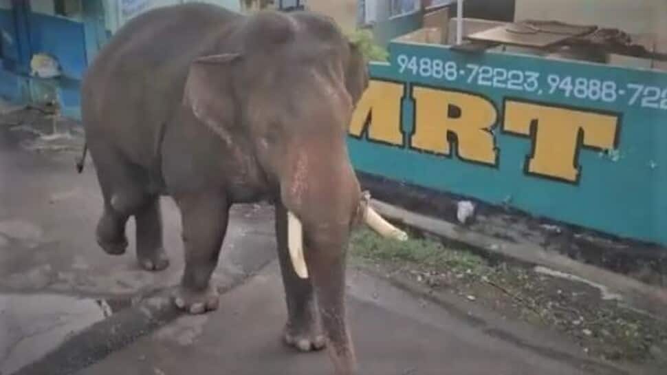 ஒய்யார நடையில் ஊருக்குள் மீண்டும் அடியெடுத்து வைத்த பாகுபலி -  என் வழி தனி வழி