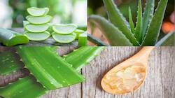 Health Alert: அளவுக்கு மிஞ்சிய ஆலுவேரா மிகவும் ஆபத்து