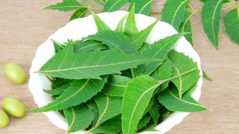 Neem For Diabetes | சர்க்கரை நோயை கட்டுப்படுத்த இந்த ஒரு இலை போதும் ...
