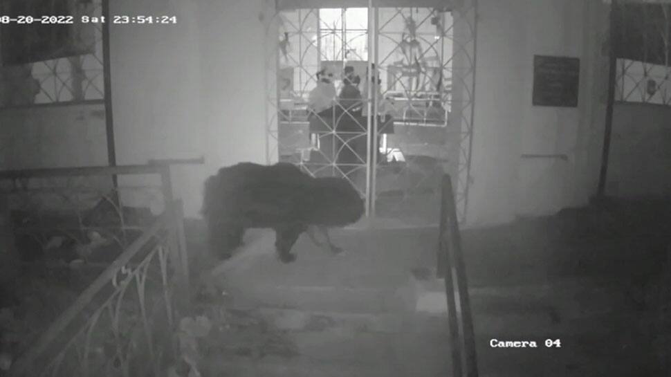 உதகை அருகே தலைகுந்தா பகுதியில் கோவிலுக்குள் நுழைந்த கரடி