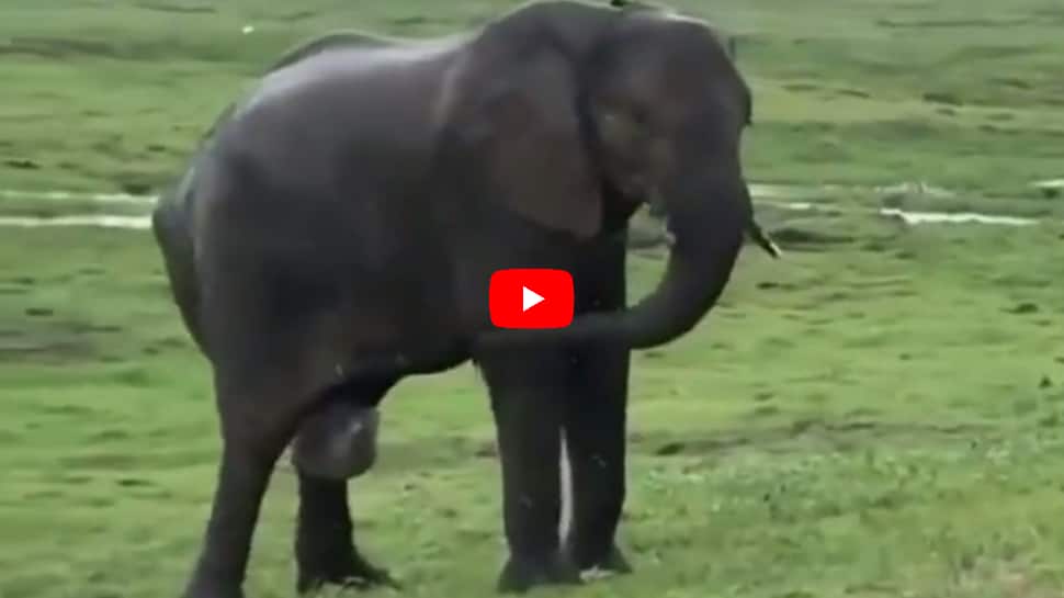 OMG Mother Elephant Giving Birth To Baby Elephant Google Trends | A video of a mother elephant giving birth to a baby elephant has gone viral on the internet - OMG Mother Elephant Giving Birth To Baby Elephant Google Trends | A video of a mother elephant giving birth to a baby elephant has gone viral on the internet -