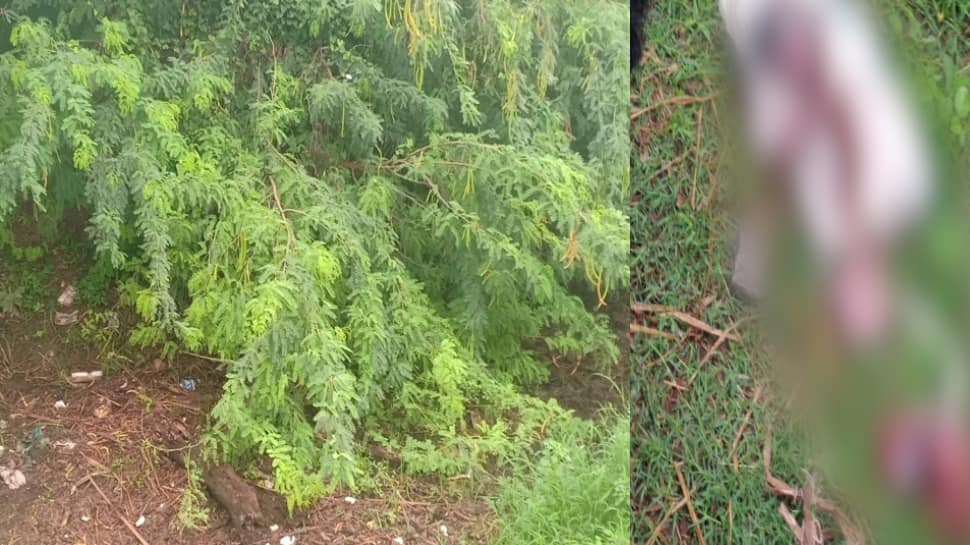 சாலையோரம் வீசப்படும் பச்சிளம் குழந்தைகள் - உண்மையில் இதன் உளவியல் பிரச்சனைகள்தான் என்ன ?