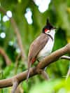 bulbul