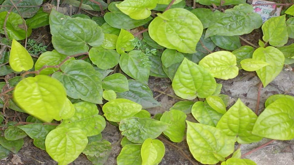 let-s-see-the-benefits-of-betel-nut-for-the-body