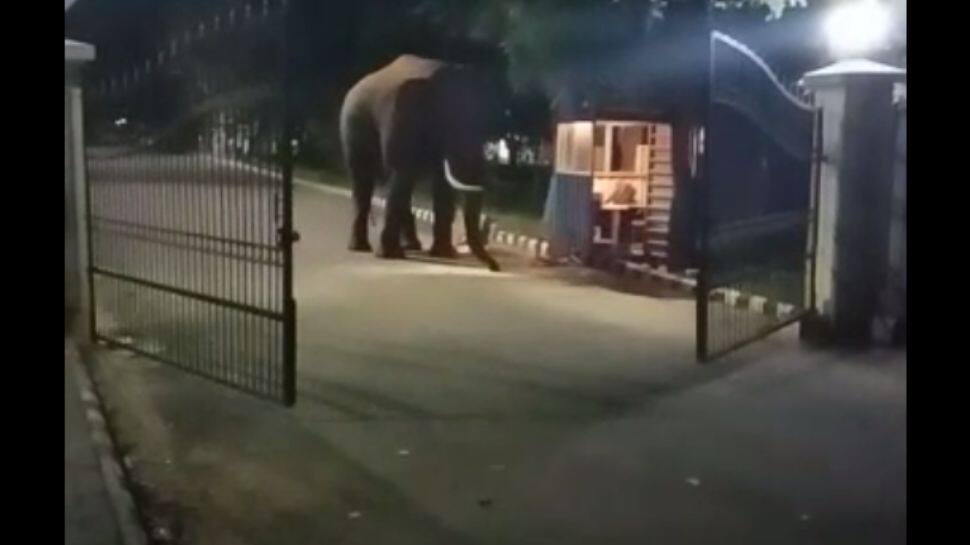 பல்கலைக்கழக வளாகத்திற்குள் புகுந்த ஒற்றை ஆண் காட்டு யானை