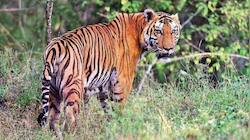 புலியின் வாயில் சிக்கிய குழந்தை; போராடிக் காத்த வீரத் தாய்!