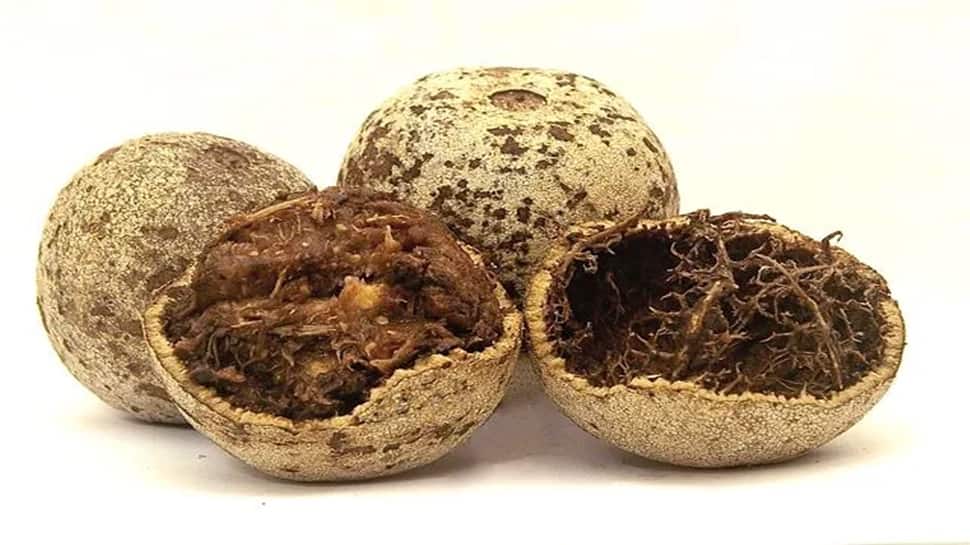 Wood Apple Fruit has many benefits for our body. Especially boosts immunity விளாம்பழத்தால்