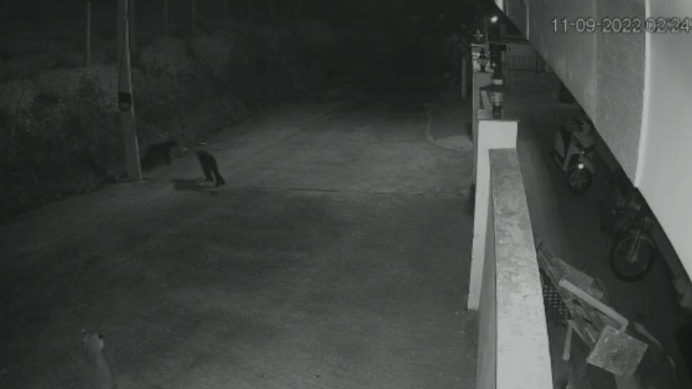 கோத்தகிரி: 2 சிறுத்தைகள் 2 கருஞ்சிறுத்தைகள் உலா வந்த சிசிடிவி  காட்சிகளால் பரபரப்பு