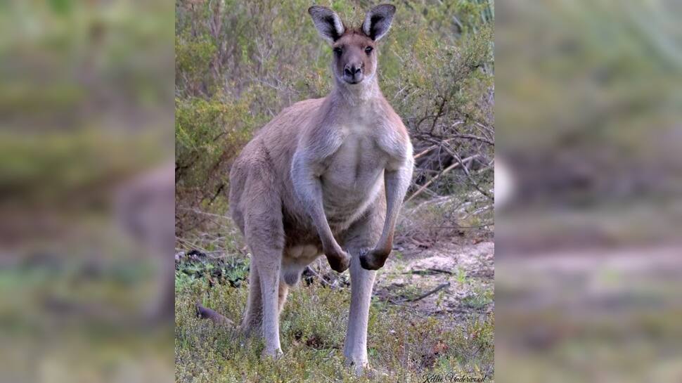 86 ஆண்டுகள் கழித்து...கங்காரு செய்த கொலை - வீட்டில் வளர்த்தவருக்கு வந்த வினை!