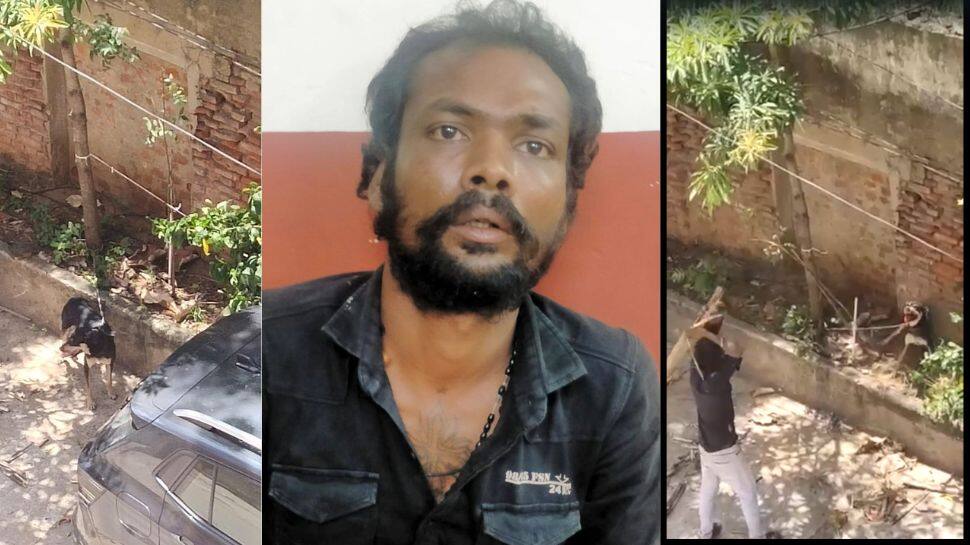 சென்னையில் கொடூரம்; நாயை கட்டையால் அடித்து கொலை செய்த மனித மிருகம்!