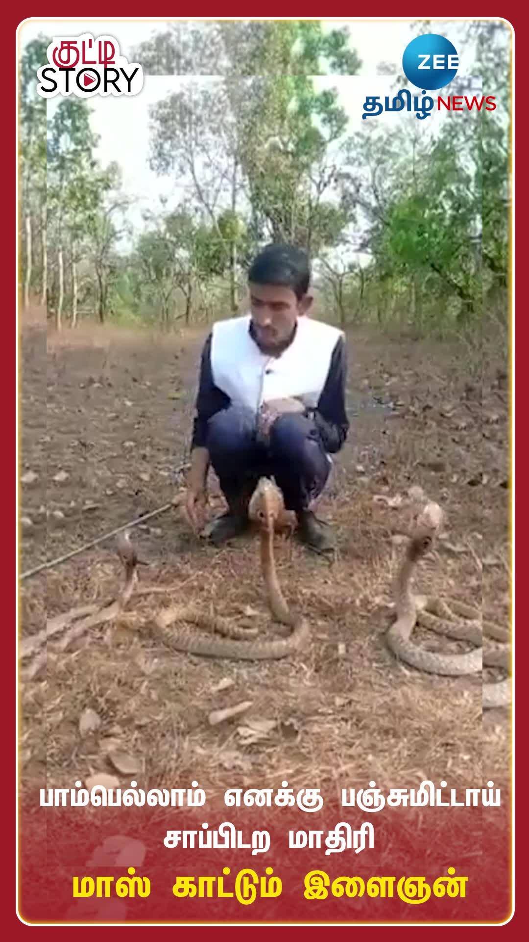 Cobra Viral Video Boy Teases 3 Cobras See What Happens Next பாம்பெல்லாம் எனக்கு பஞ்சுமிட்டாய் 2331