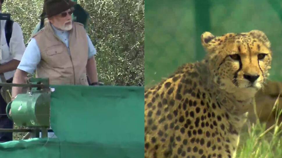 சிறுத்தைகள் நாட்டிற்கு அர்ப்பணிப்பு - கூண்டை திறந்துவிட்டு போட்டோ எடுத்துக்கொண்ட பிரதமர் மோடி!