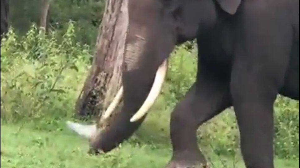 வனப்பகுதிகளில் பிளாஸ்டிக் பை தடையை 100% அமல்படுத்துக - மக்கள் நீதி மய்யம்