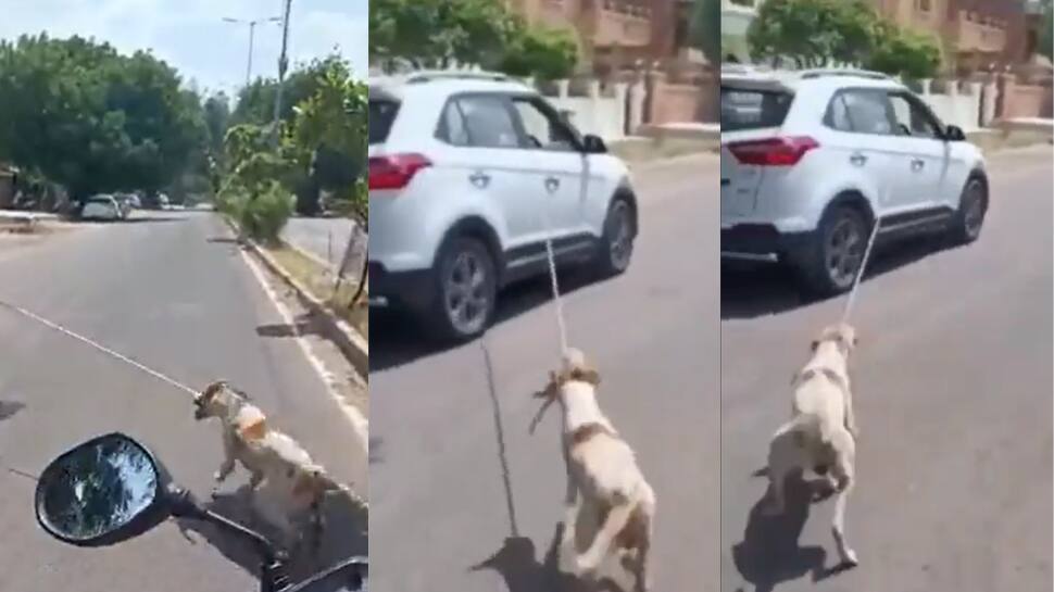 case filed against the doctor tied the dog in car and dragged in road ...