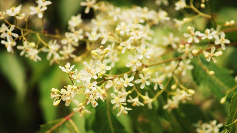 Neem Side Effects And Disease Making Facts of Veppilai Neem Facts