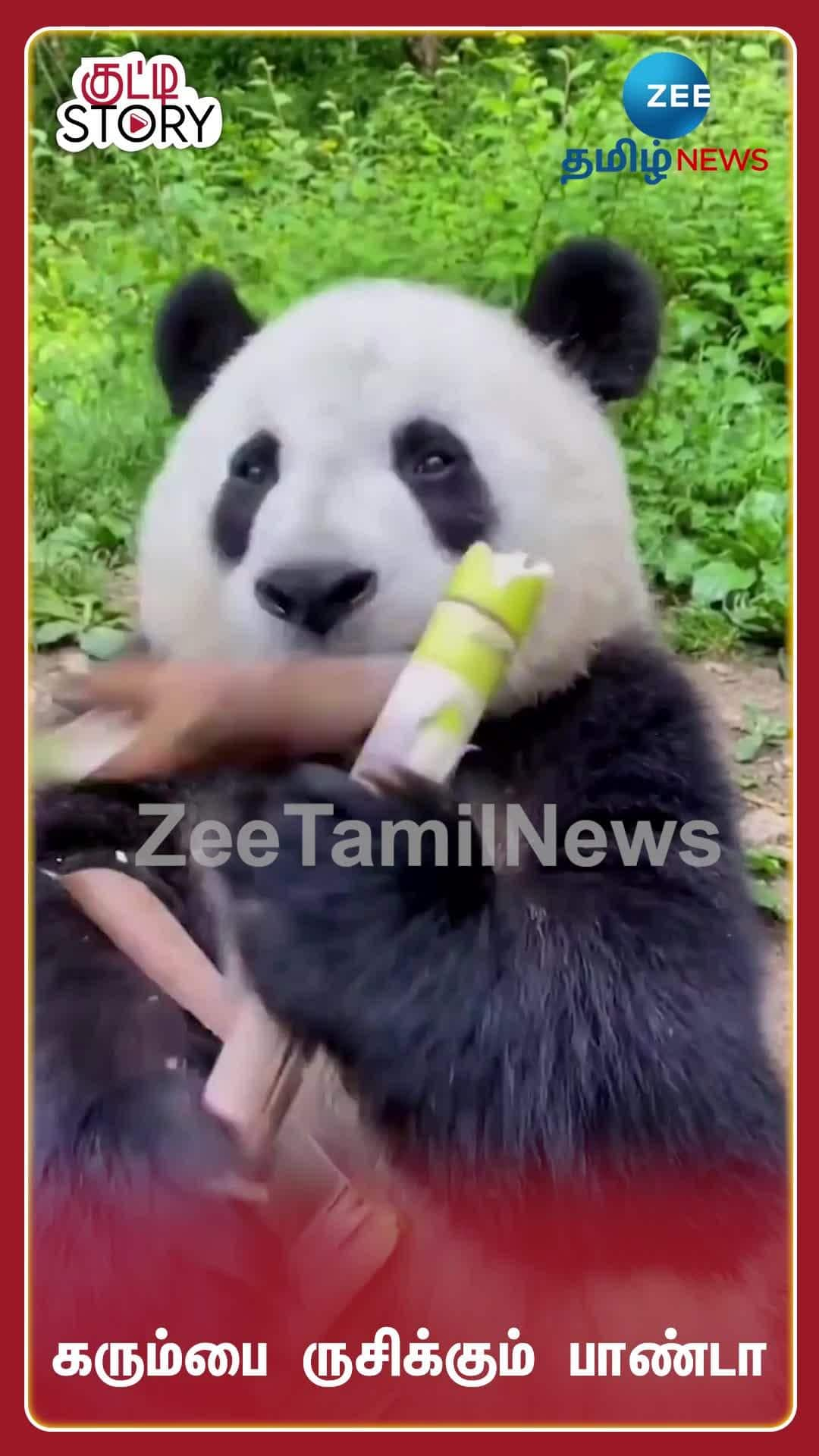 watch-viral-video-of-panda