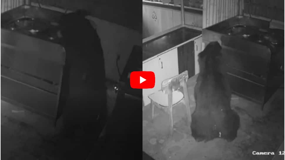 bear eating chocolate in a chocolate factory in Coonoor | இரவு நேரத்தில் சாக்லேட்டை திருடி சாப்பிடும் திருட்டு கரடி