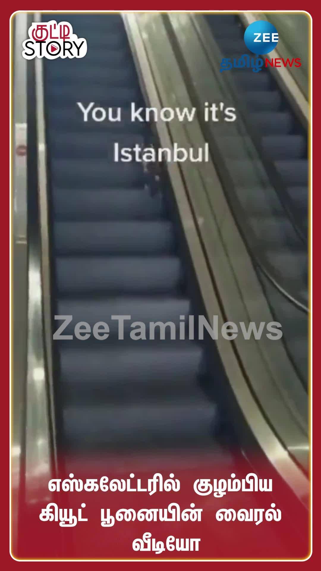 Cat Confuse on escalator Viral Video என்னடா இது பூனைக்கு வந்த சோதனை