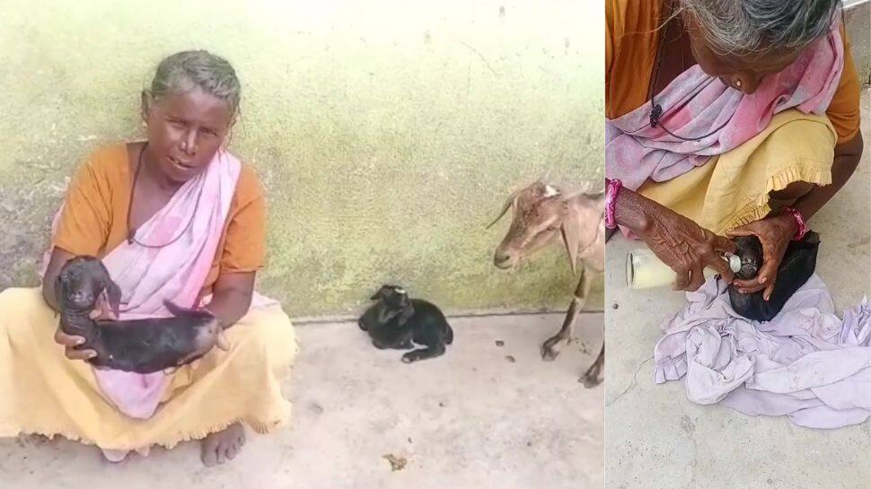 நாலு கால்களும் இல்லாமல் பிறந்த ஆட்டுக்குட்டி; பாசத்துடன் பாலூட்டும் மூதாட்டி!