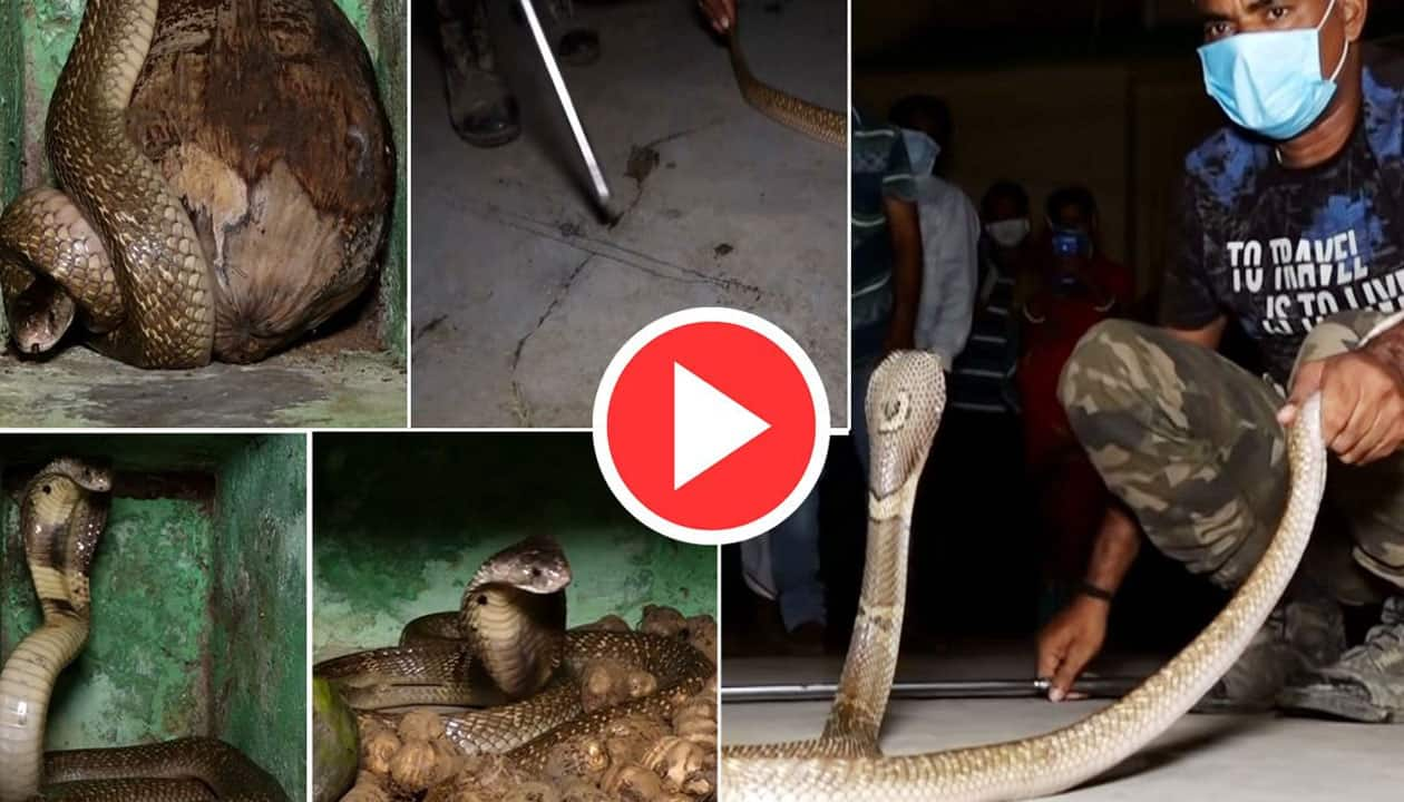 10 Feet Snake Viral Video | வீட்டில் ஒளிந்துக் கொண்ட 10 அடி நாகப்பாம்பு ...