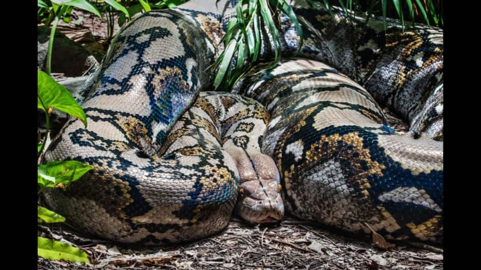 Bone Chilling Viral Video of Python Roaming in a Graveyard | மயானத்தில் ...