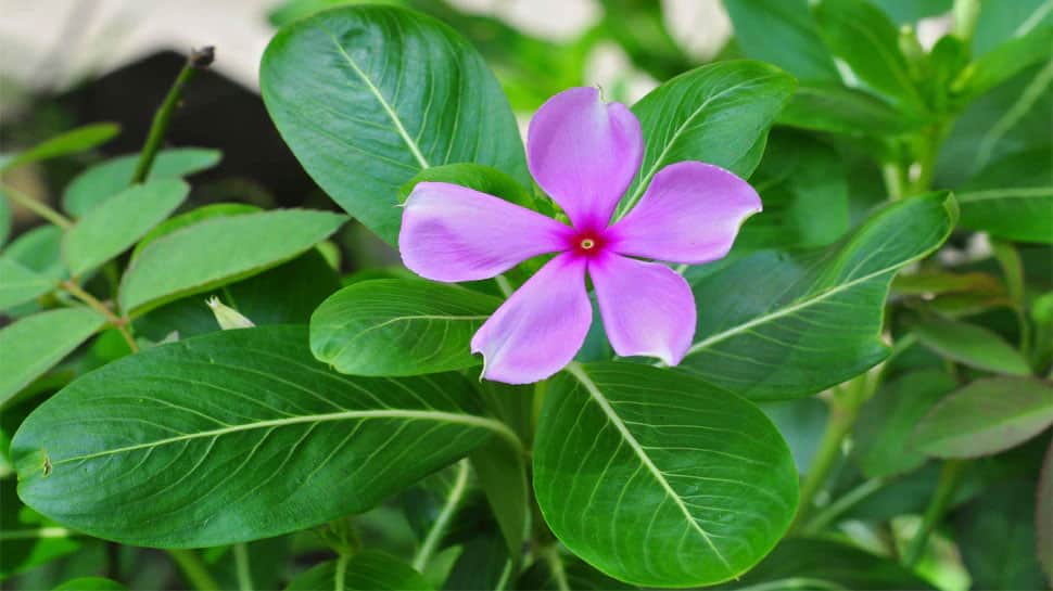 Diabetes patients BP should chew this plant leaf BP is an Ayurvedic