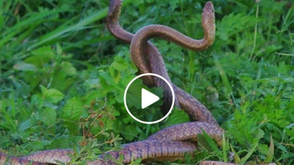 Amazing Video of Snake Dance Viral Video கண்களுக்கு விருந்தாகும்